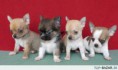 /album/fotogaleria-uvodna-stranka/a26221-civava-chihuahua-steniatka-jpg/